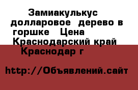 Замиакулькус - долларовое  дерево в горшке › Цена ­ 2 000 - Краснодарский край, Краснодар г.  »    